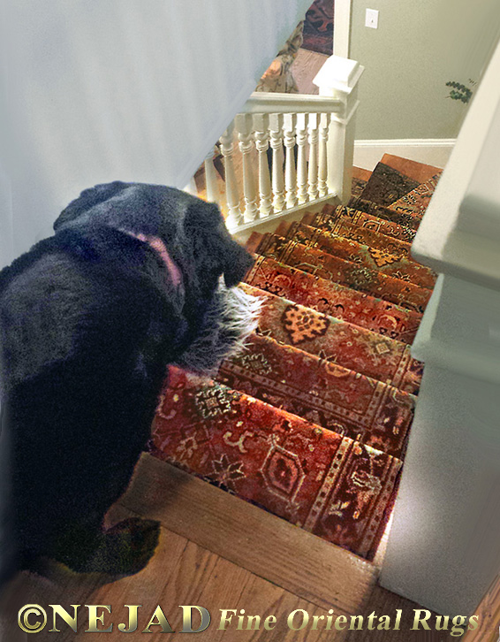 Dog Loves Staircase Runner