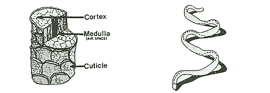 diagram depicting wool fibers