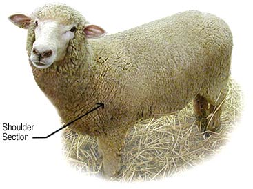 Photo of sheep indicating shoulder section and wool to be harvested for use in the making of a high quality rug.